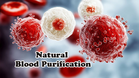 natural blood purification concept with red and white blood cells for detox and immunity